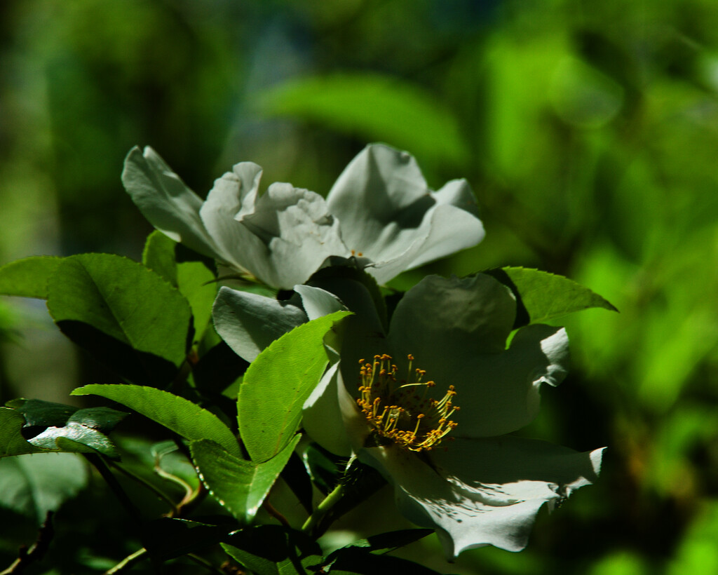 Cherokee rose by eudora