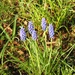Grape Hyacinths by oldjosh