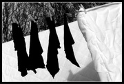 10th Apr 2022 - Crow laundry
