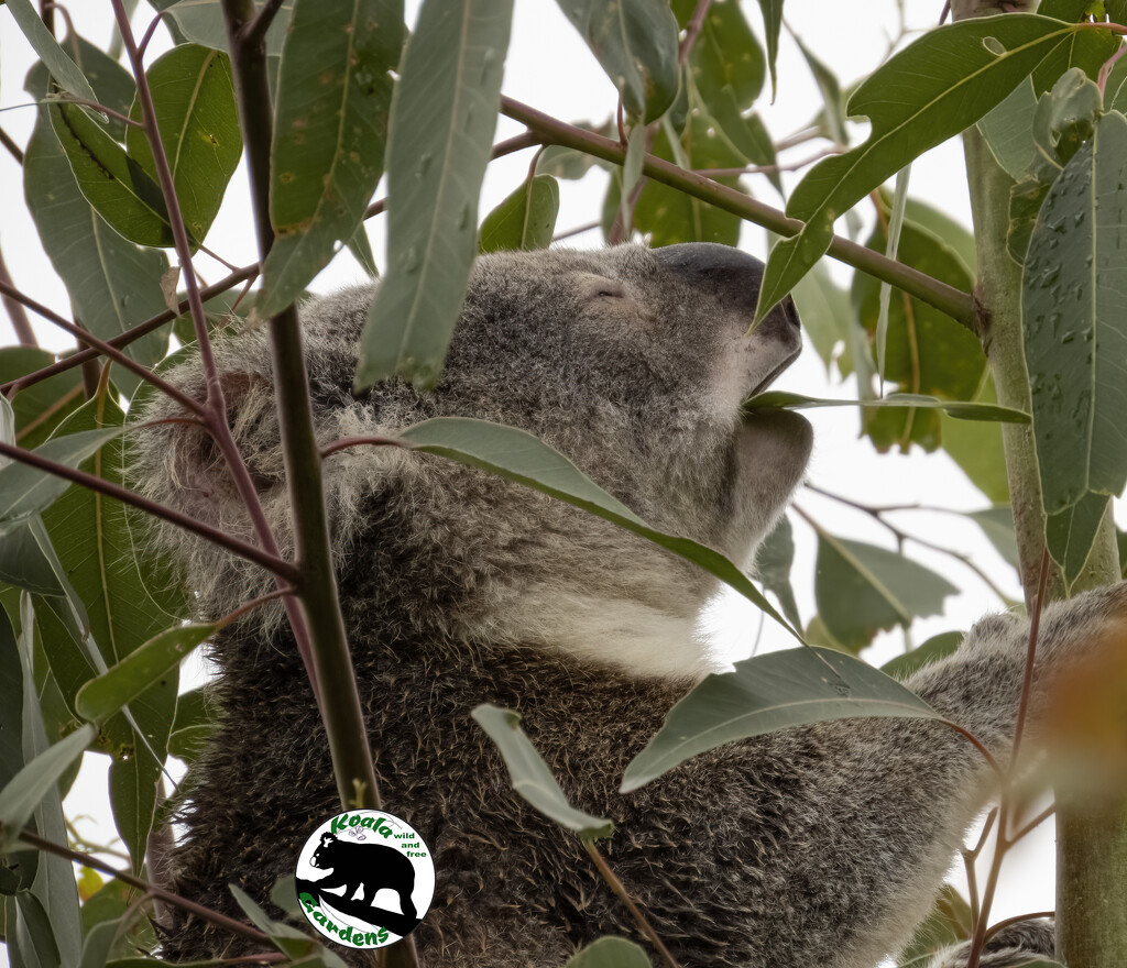 eucalyptus, oh my favourite! by koalagardens