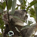 eucalyptus, oh my favourite! by koalagardens