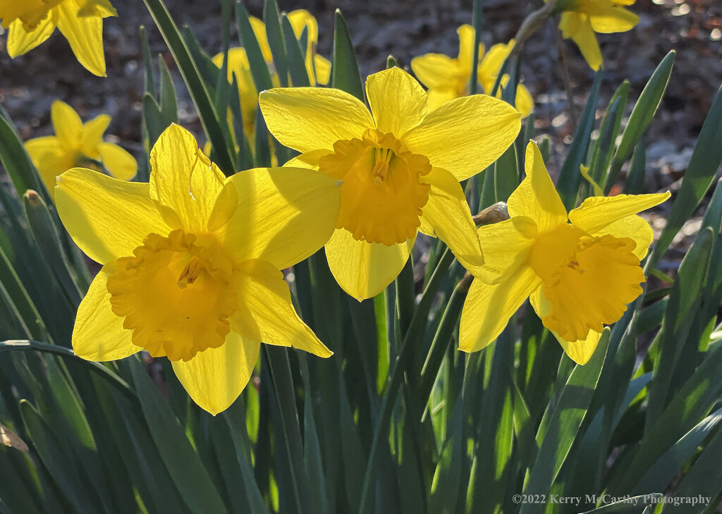 Daffodils by mccarth1