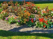 3rd Apr 2022 - A Bed of Tulips