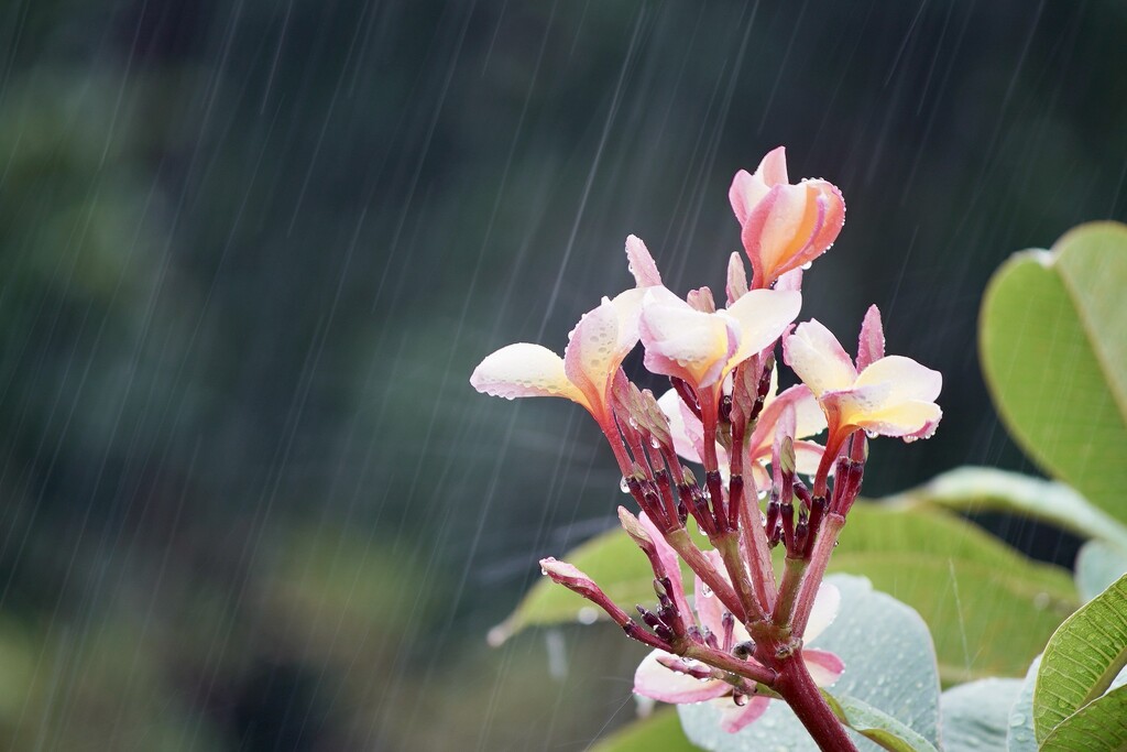 Unseasonal frangipani in the rain. by kartia