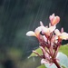 Unseasonal frangipani in the rain. by kartia