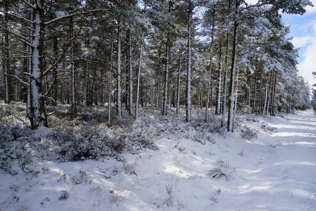 THE WHITE FOREST by markp