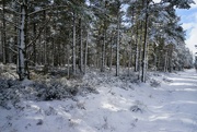 4th Apr 2022 - THE WHITE FOREST