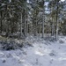 THE WHITE FOREST by markp