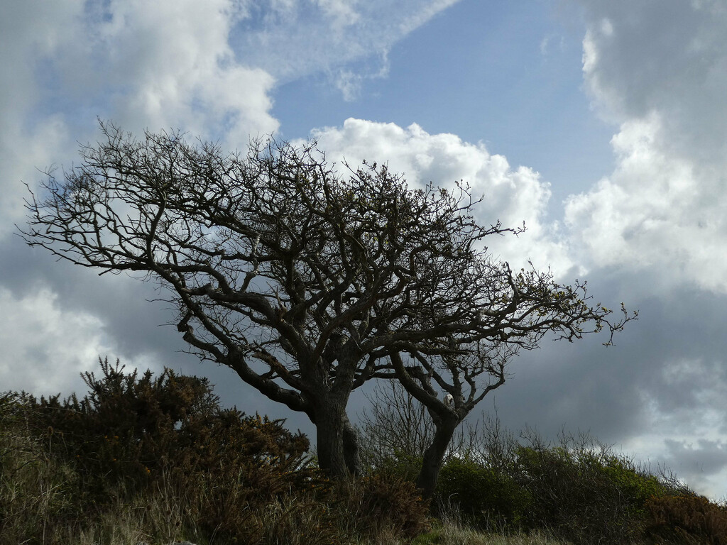 Trees Showing the Prevailing Wind Direction by 30pics4jackiesdiamond