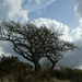 Trees Showing the Prevailing Wind Direction by 30pics4jackiesdiamond