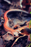 9th Apr 2022 - Red Backed Salamander