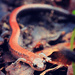 Red Backed Salamander by juliedduncan