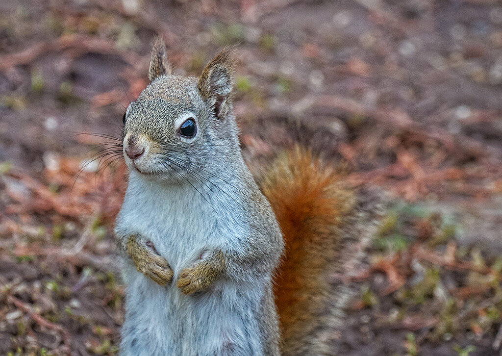 Young Squirrel by gardencat