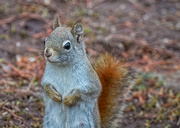 10th Apr 2022 - Young Squirrel