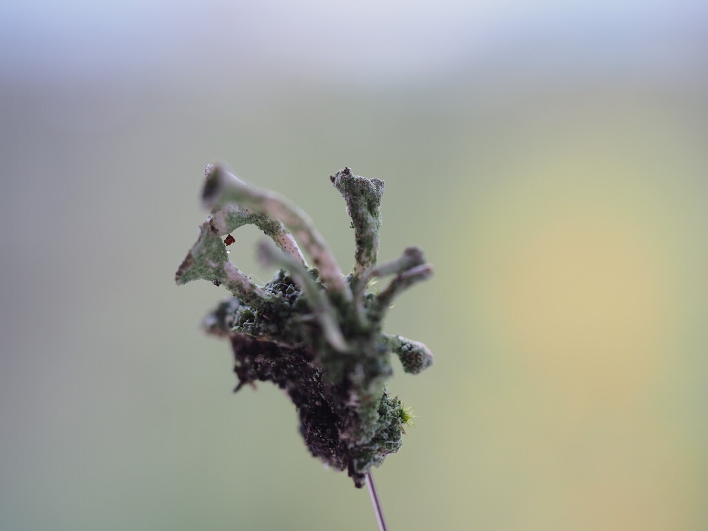Lichen by thedarkroom