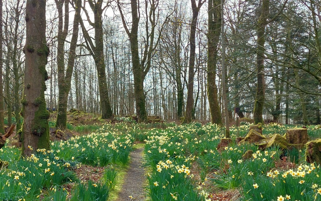 Daffodils at Threave Gardens  by samcat