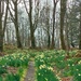 Daffodils at Threave Gardens  by samcat