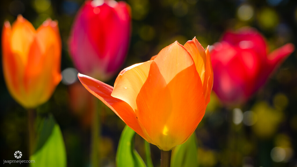 Our first tulips by djepie
