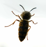10th Apr 2022 - A quick snap of a bee in the window
