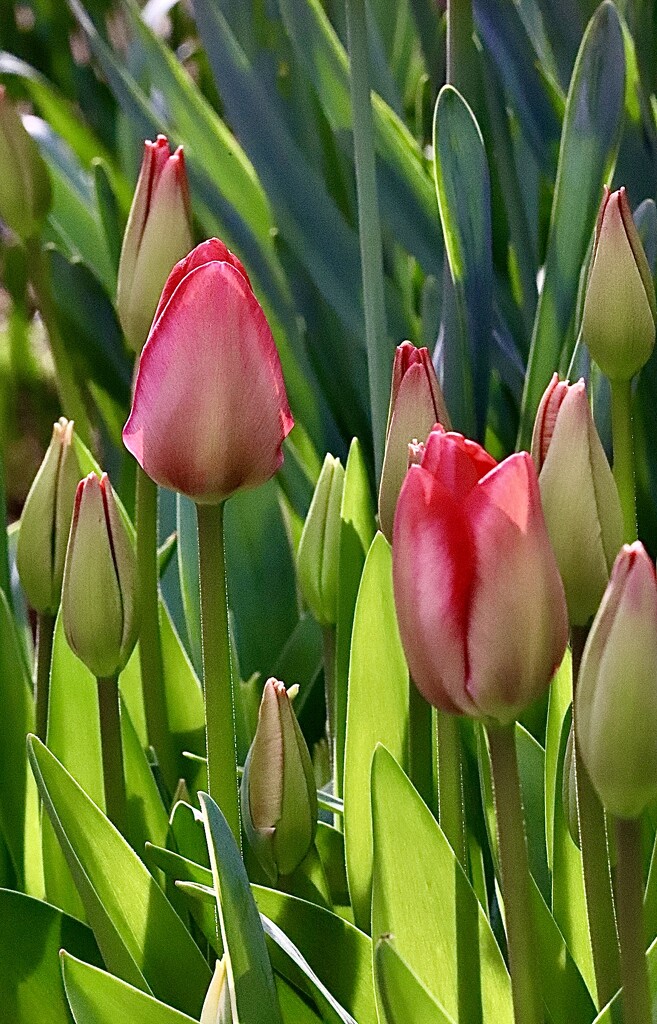 Backlit Tulips by carole_sandford