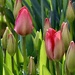 Backlit Tulips by carole_sandford