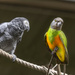 Senegal Parrot by nickspicsnz