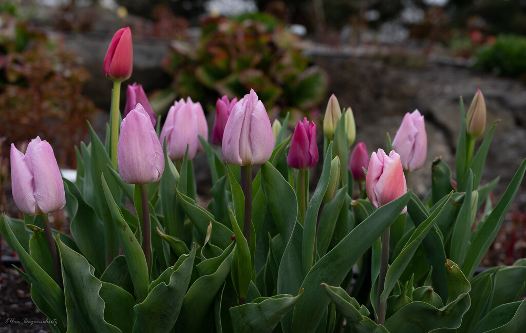 Rosey Tulips by theredcamera