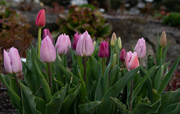 8th Apr 2022 - Rosey Tulips