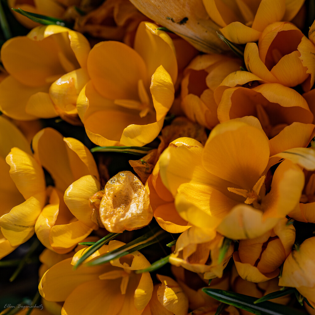 Sunny Crocus by theredcamera