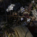 round-lobed hepatica by rminer