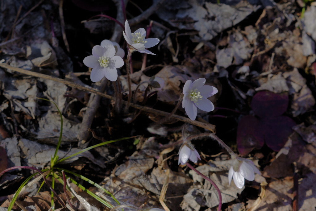 sharp-lobed hepatica by rminer