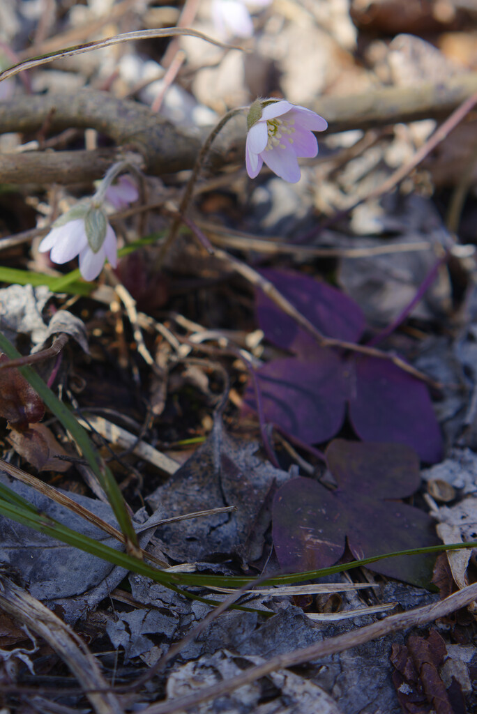 round-lobed hepatica by rminer