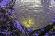 3rd Apr 2022 - Paper Lantern