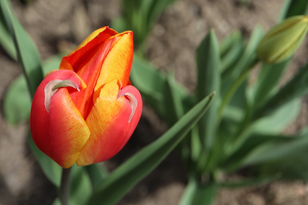 First Tulip by 365projectorgheatherb