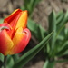 First Tulip by 365projectorgheatherb