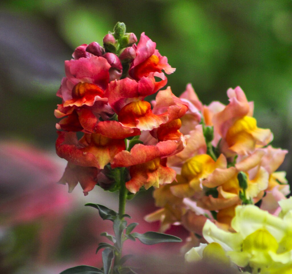 Snapdragons by judyc57