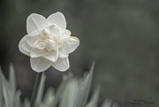9th Apr 2022 - Daffodil