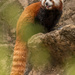 Red Panda  by lesip