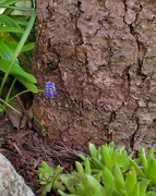 8th Apr 2022 - Tiny Purple Flower