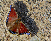10th Apr 2022 - Mourning Cloak Butterfly