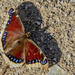 Mourning Cloak Butterfly by cwbill