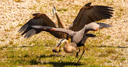 10th Apr 2022 - Blue Herons Fighting Over Lunch!
