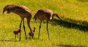 10th Apr 2022 - Sandhill Cranes With the Little Ones!