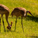 Sandhill Cranes With the Little Ones! by rickster549