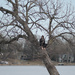 Man in a Tree ii by tosee