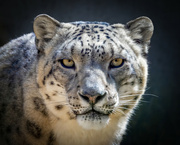 10th Apr 2022 - Snow leopard