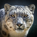 Snow leopard by nicoleweg