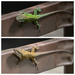 Colour Change Lizard by metzpah