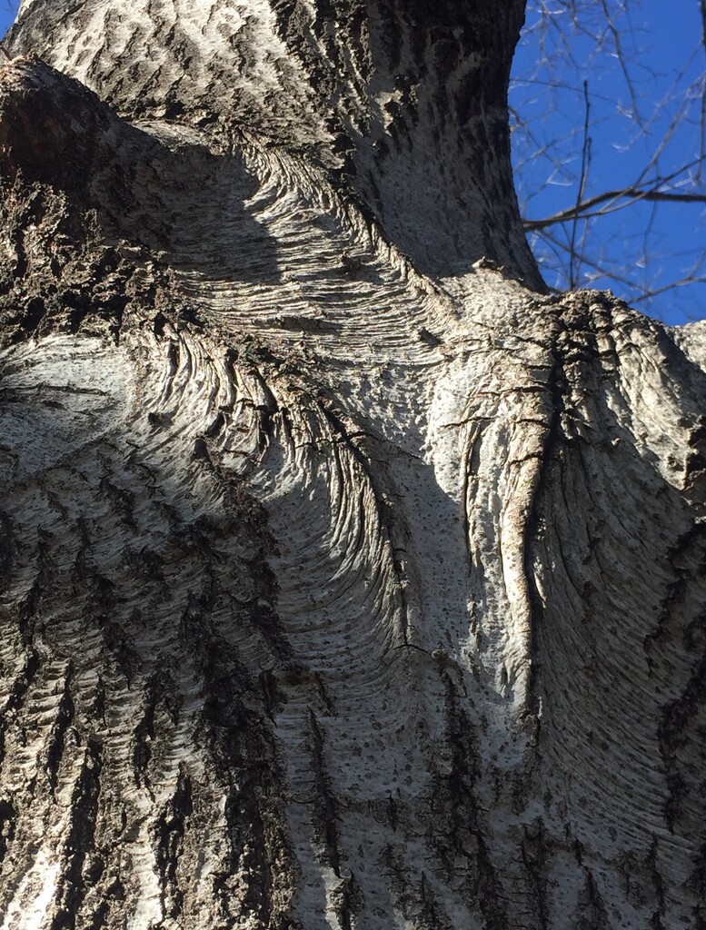 Mr. Tree—up close by mcsiegle