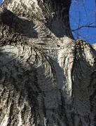 9th Apr 2022 - Mr. Tree—up close